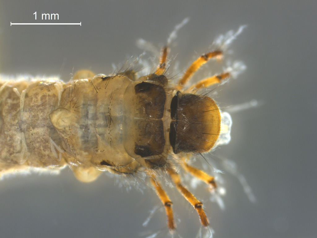 Apatania dalecarlica